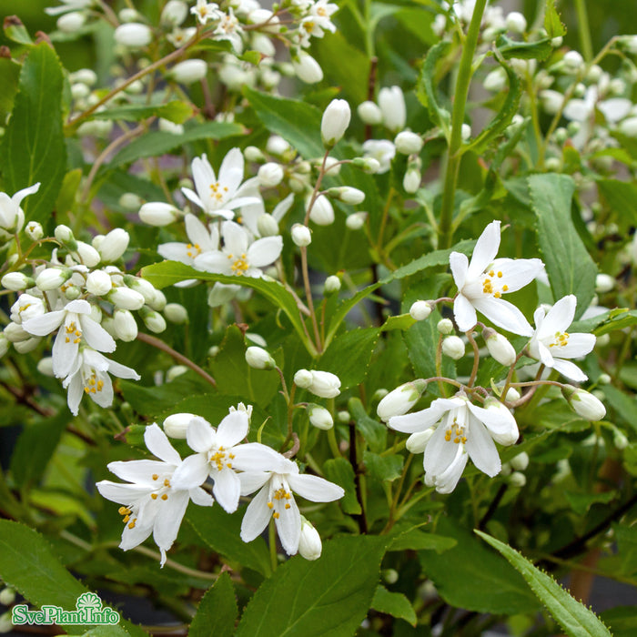 Deutzia 'Yuki Snowflake' Busk C5