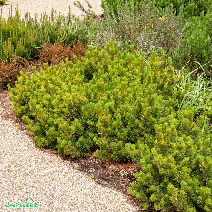Pinus mugo 'Carsten's Wintergold' C25 40-50cm