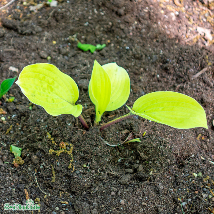 Hosta 'Fire Island' A-kval