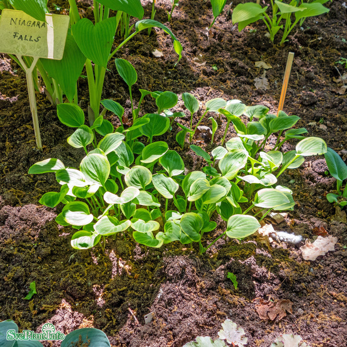 Hosta 'Golden Tiara' A-kval