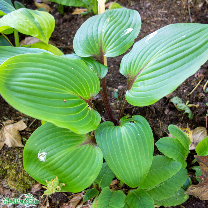 Hosta 'Purple Heart' A-kval