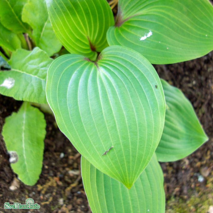 Hosta 'Purple Heart' A-kval