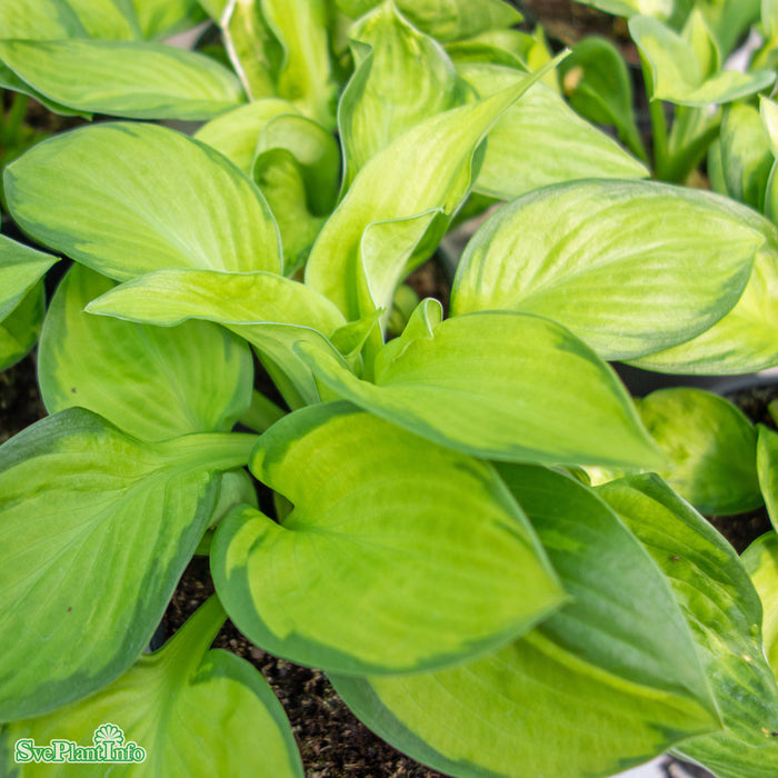Hosta 'Rainforest Sunrise' A-kval