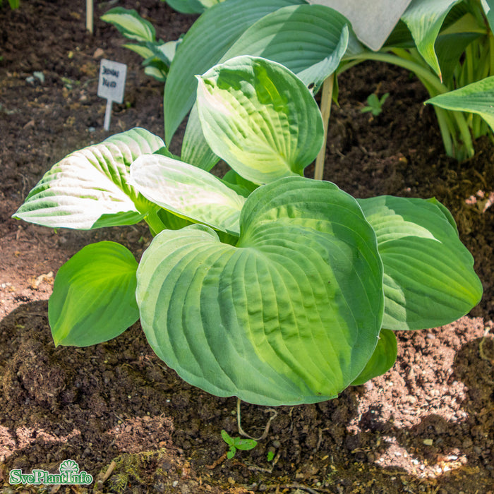 Hosta 'Rainforest Sunrise' A-kval