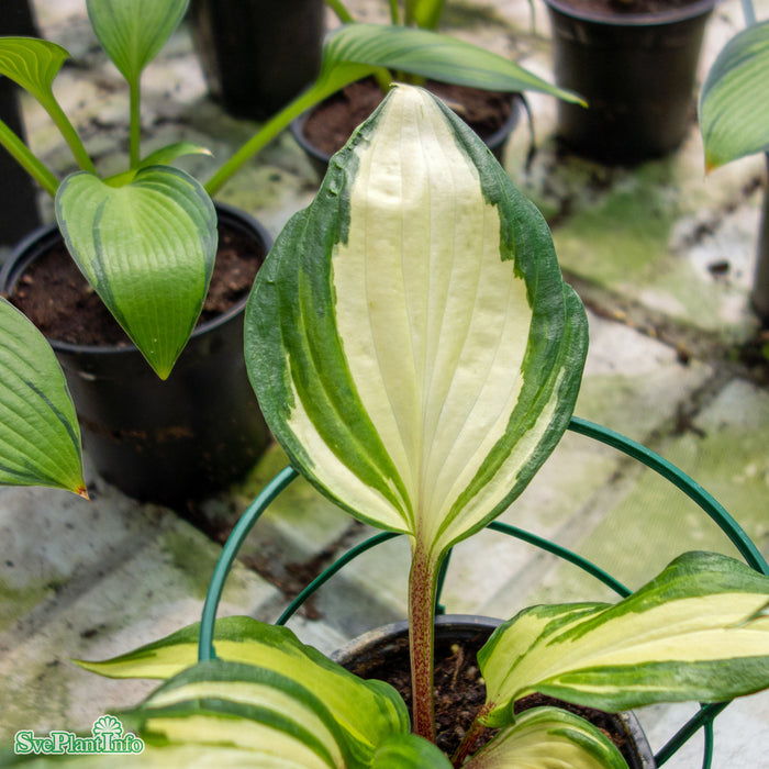 Hosta 'Raspberry Sundae' A-kval