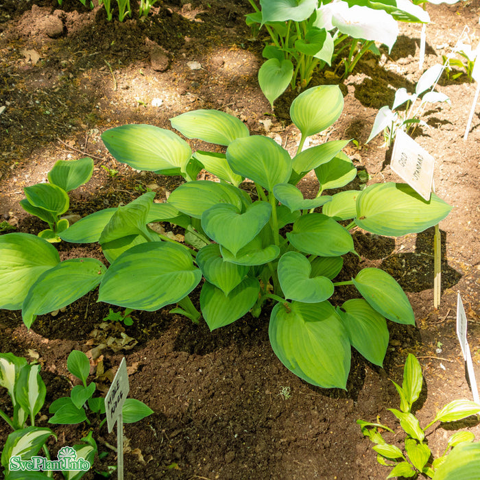 Hosta (Fortunei-Gruppen) 'Gold Standard' A-kval