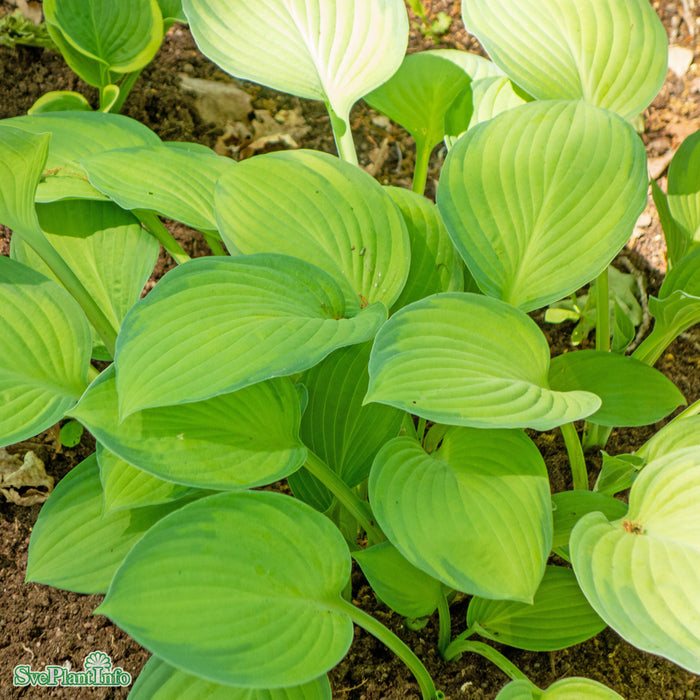 Hosta (Fortunei-Gruppen) 'Gold Standard' A-kval