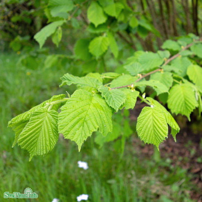 Corylus avellana Co 150-200cm