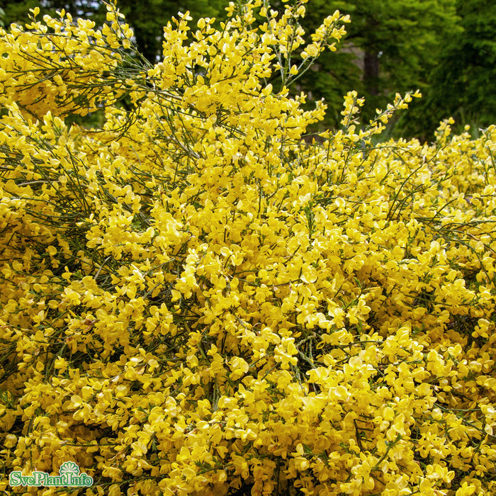 Cytisus praecox 'Allgold' Busk C4 45cm