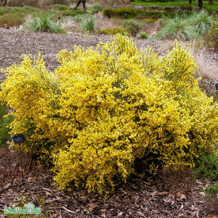 Cytisus praecox 'Allgold' Busk C4 45cm