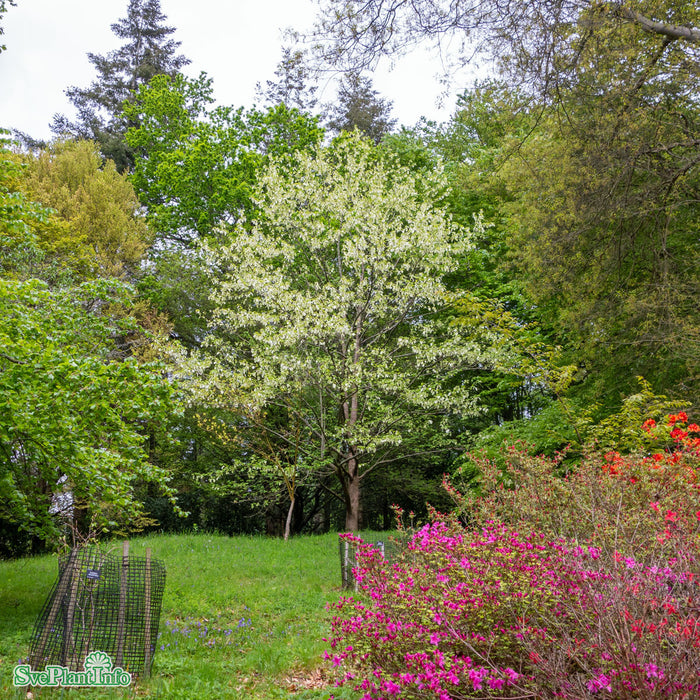 Davidia involucrata Högstam C35 So 8-10cm