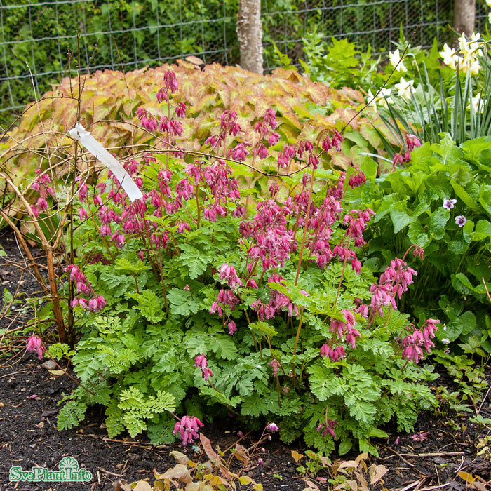 Dicentra (Rokujo-Gruppen) 'Luxuriant' A-kval