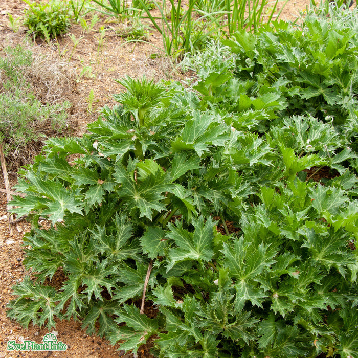 Eryngium zabelii 'Big Blue' A-kval