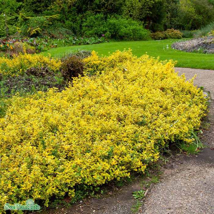 Euonymus fortunei 'Emerald'n Gold' C5 25-30cm