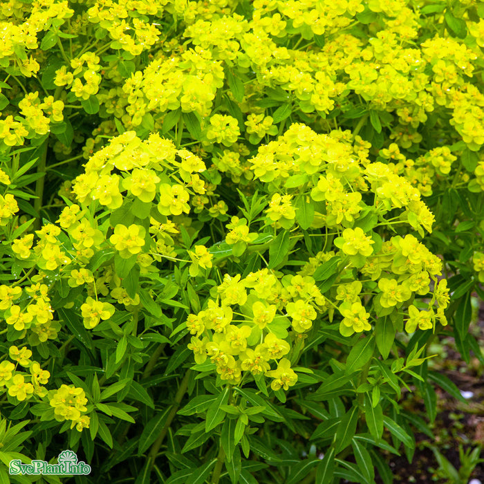 Euphorbia palustris A-kval