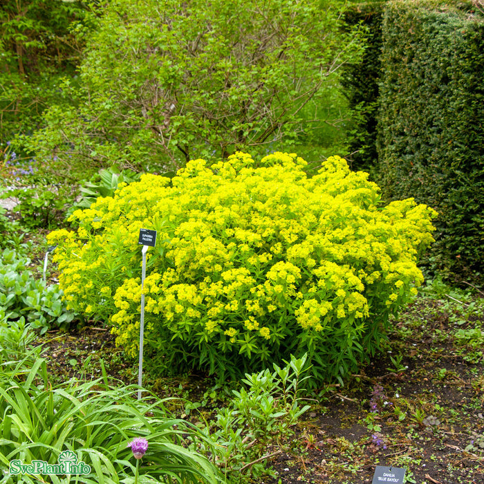 Euphorbia palustris A-kval