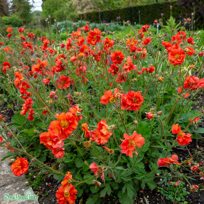 Geum 'Scarlet Tempest' C3