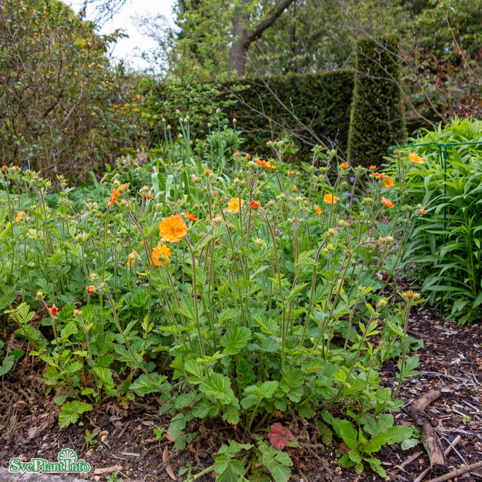 Geum 'Totally Tangerine' A-kval C2