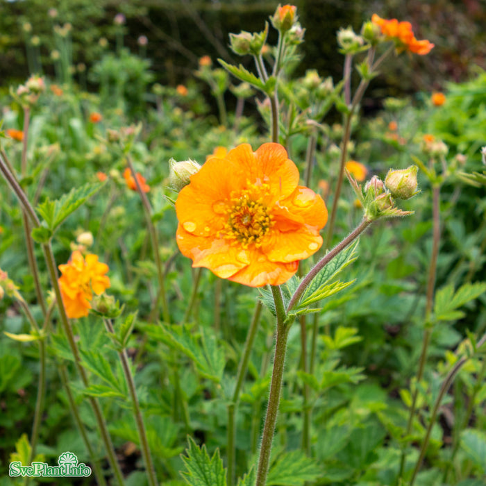 Geum 'Totally Tangerine' A-kval C2