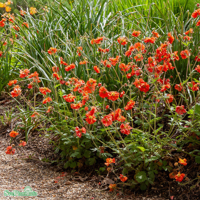 Geum 'Scarlet Tempest' A-kval