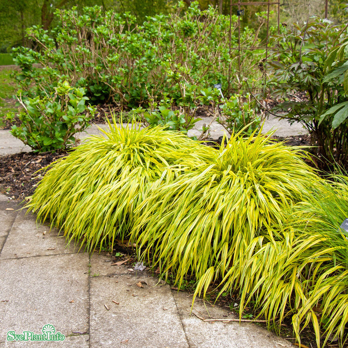 Hakonechloa macra 'Aureola' A-kval