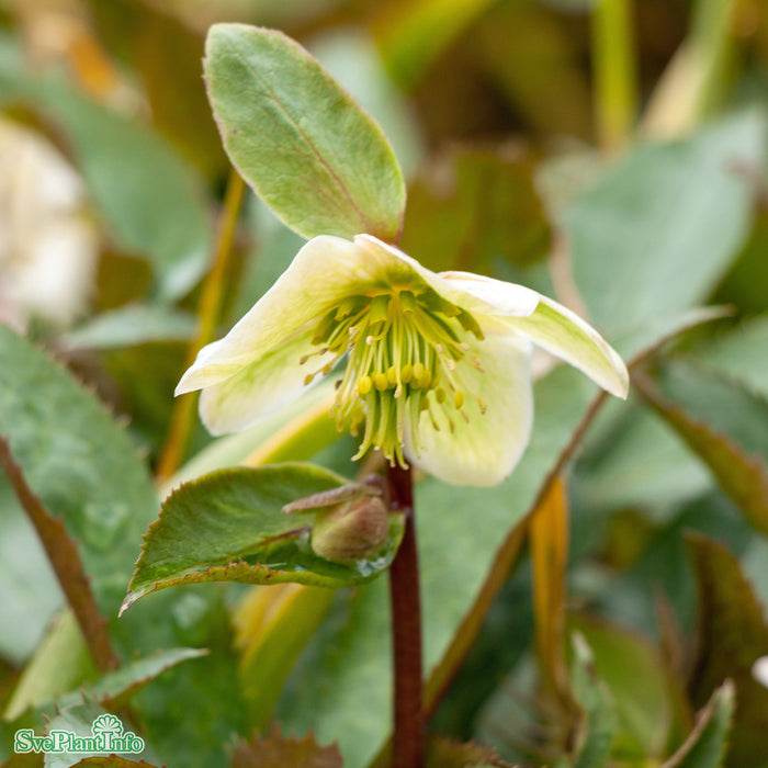 Helleborus Vibey Velvet' A-kval