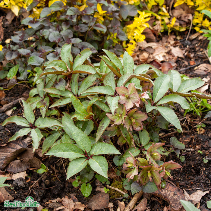 Helleborus Vibey Velvet' A-kval