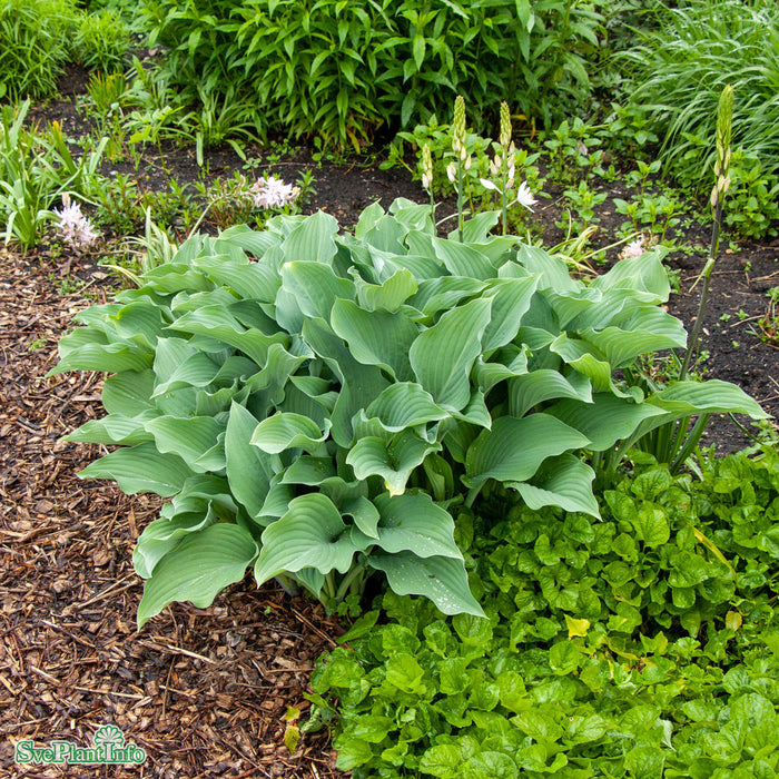 Hosta 'Krossa Regal' A-kval