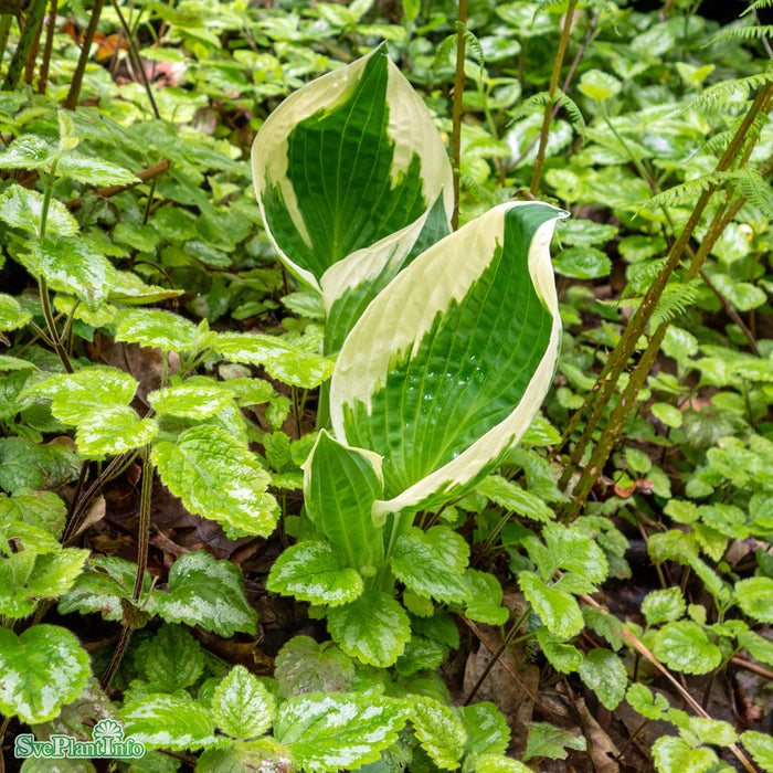 Hosta 'Minuteman' A-kval C2,8