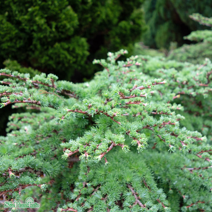 Larix kaempferi 'Blue Dwarf' Stam C10 90cm