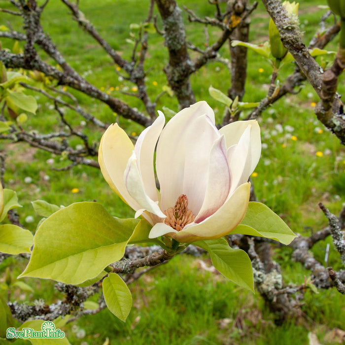 Magnolia 'Sunsation' C20 150-175cm