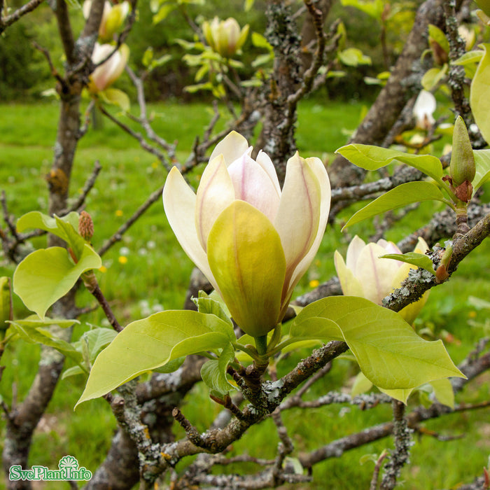 Magnolia 'Sunsation' Solitär C16,5 100-125cm