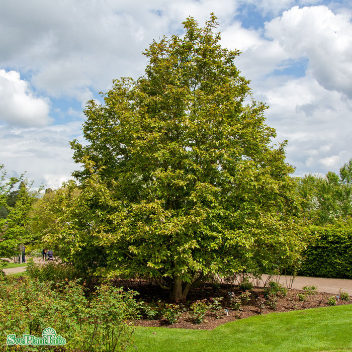 Magnolia salicifolia 'Wada's Memory' Solitär Kl 150-175cm