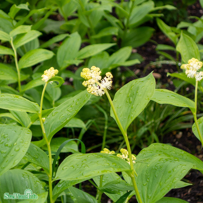Maianthemum racemosa A-kval