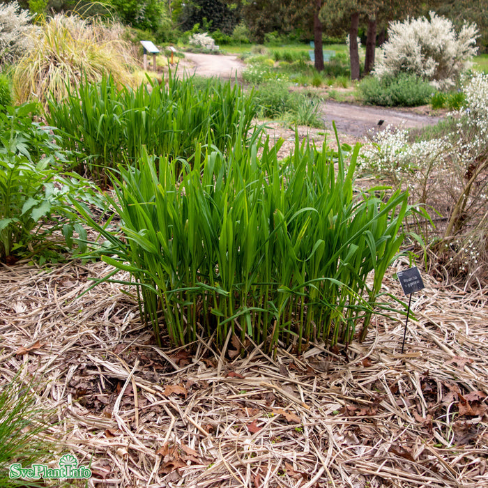 Miscanthus giganteus A-kval C2