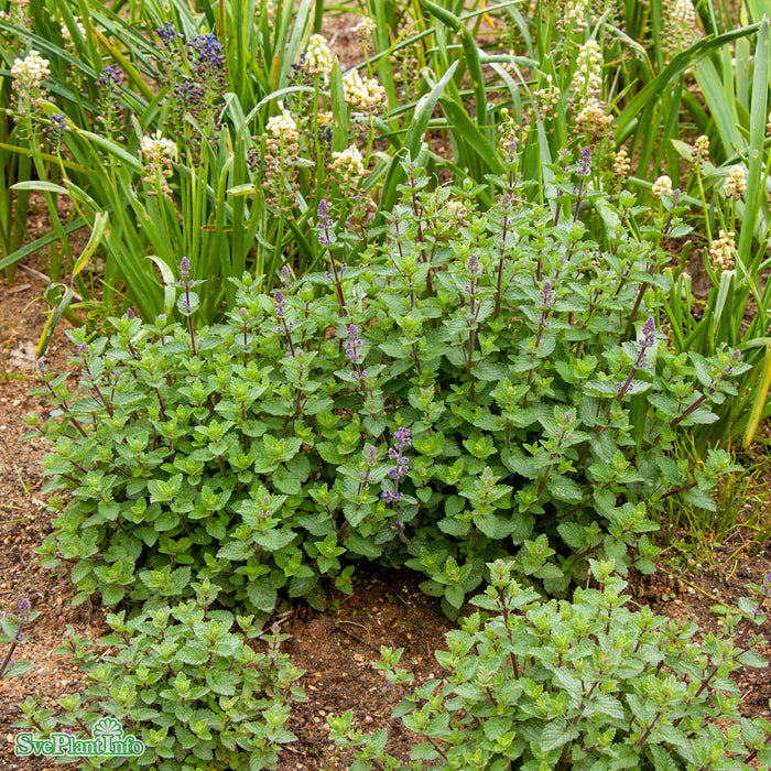 Nepeta faassenii 'Purrsian Blue' A-kval C2,8