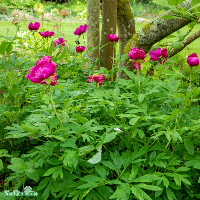 Paeonia veitchii A-kval C3