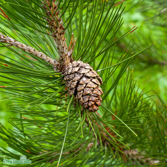 Pinus heldreichii Solitär Kl 125-150cm