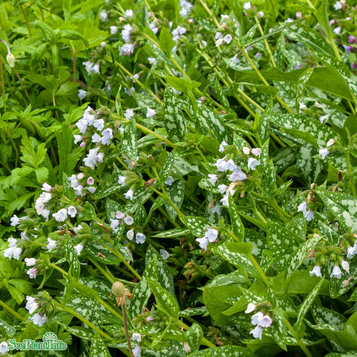 Pulmonaria 'Opal' A-kval