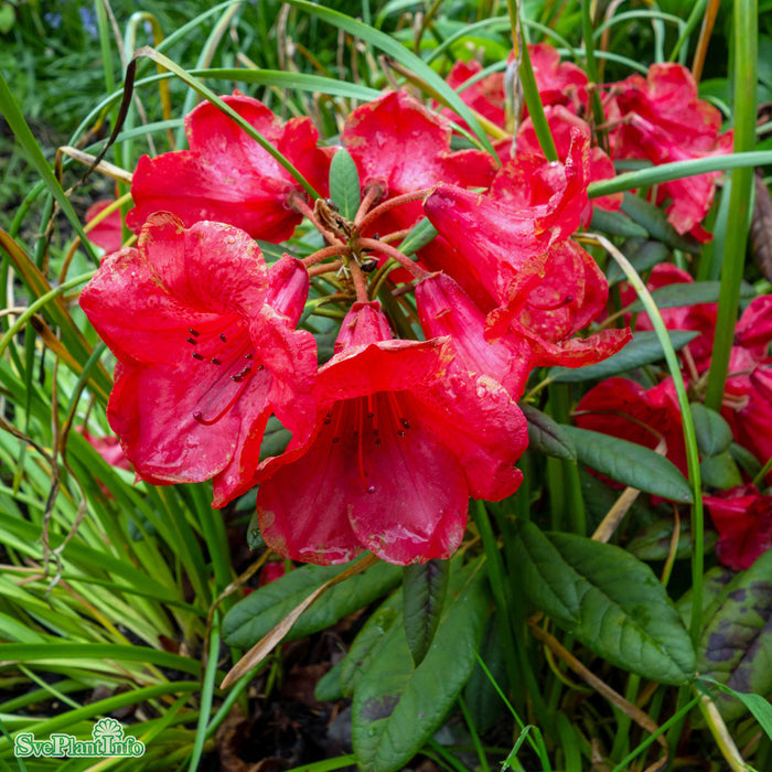 Rhododendron forrestii hyb. 'Elizabeth Red Foliage' C5 30-40cm