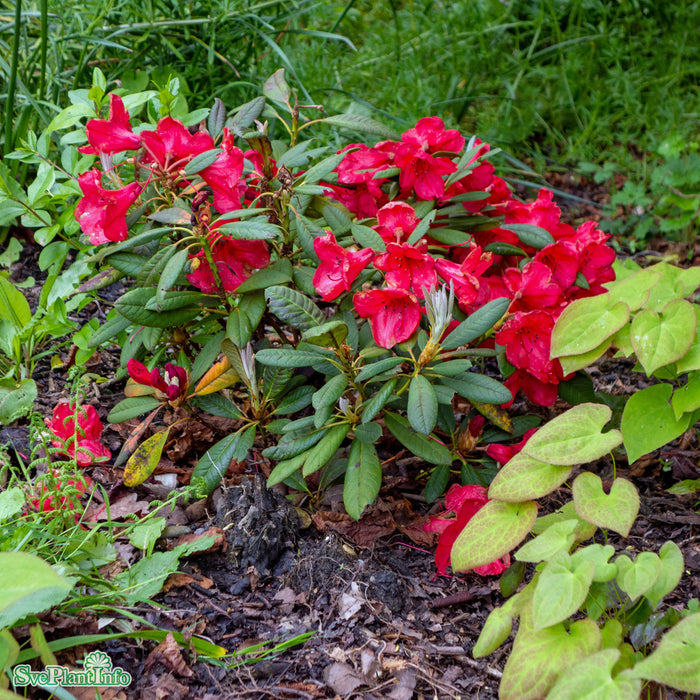 Rhododendron forrestii hyb. 'Elizabeth Red Foliage' C6 30-40cm