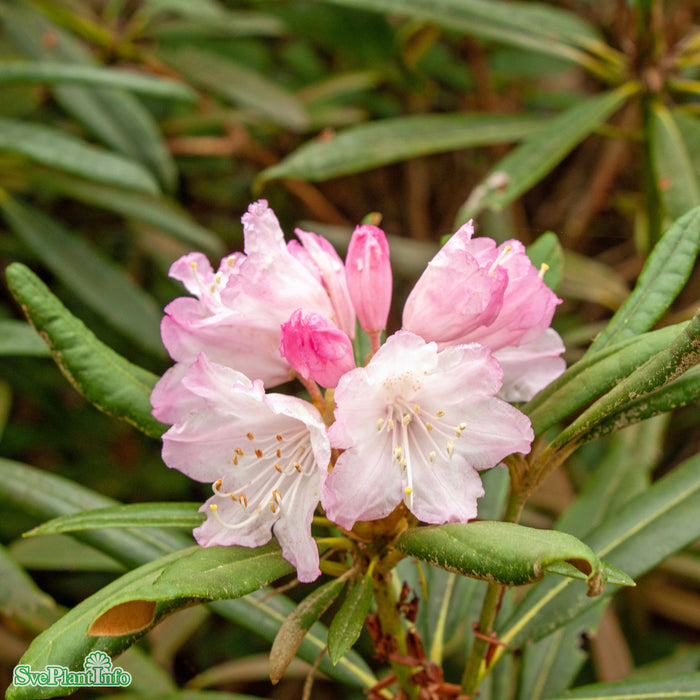 Rhododendron makinoi C6 30-40cm