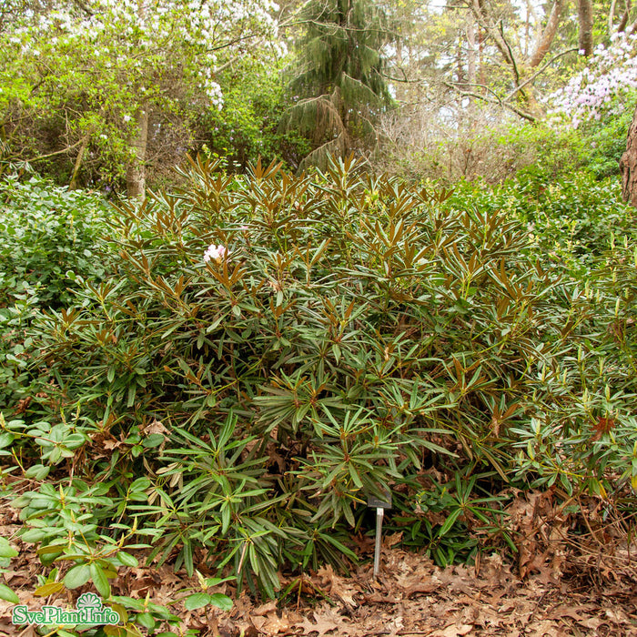 Rhododendron makinoi C6 30-40cm