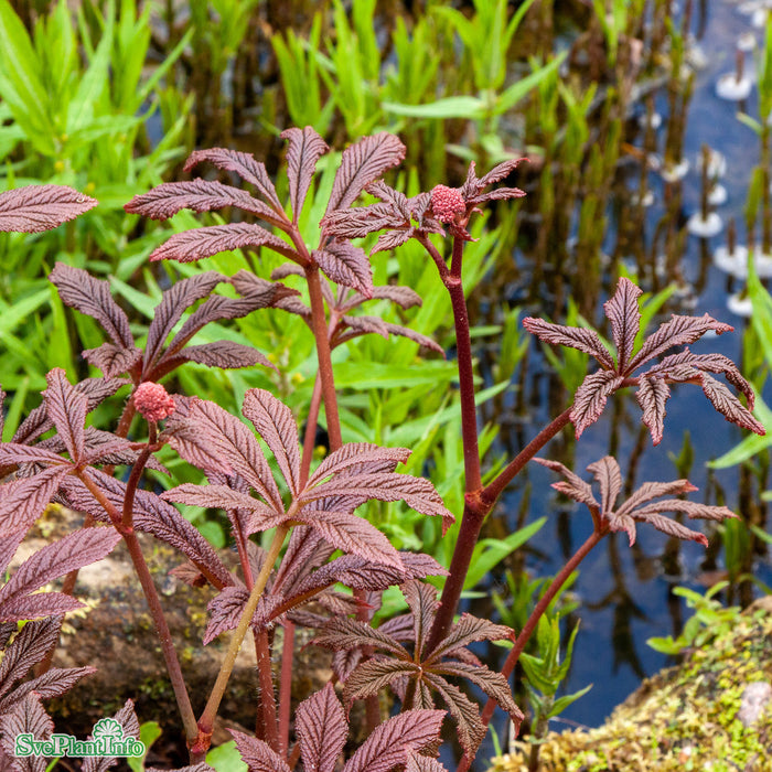 Rodgersia pinnata 'Bronze Peacock' A-kval