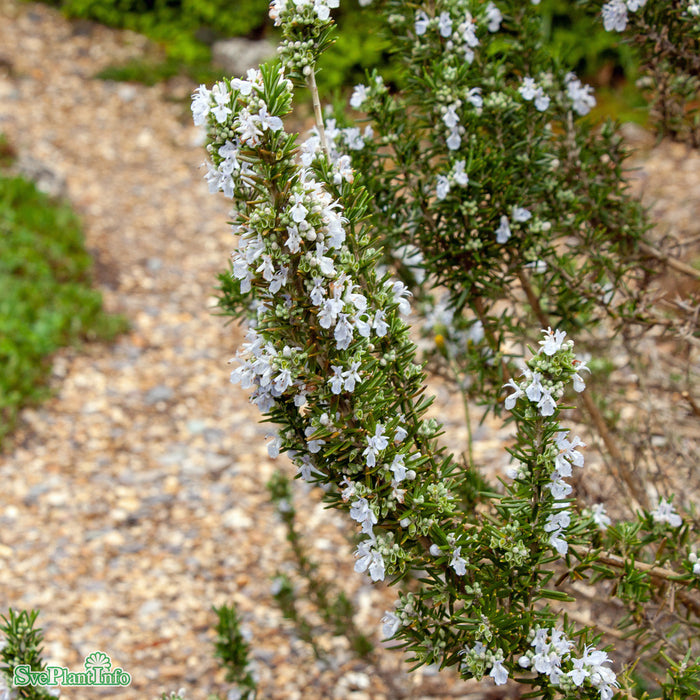Rosmarinus officinalis A-kval