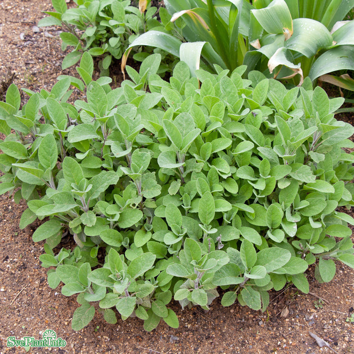 Salvia officinalis 'Berggarten' A-kval
