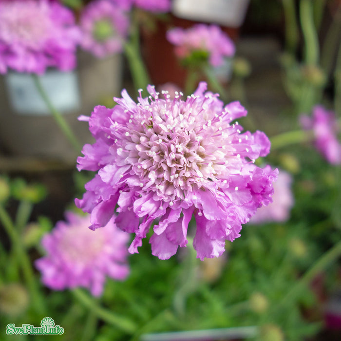 Scabiosa columbaria 'Pink Mist' A-kval
