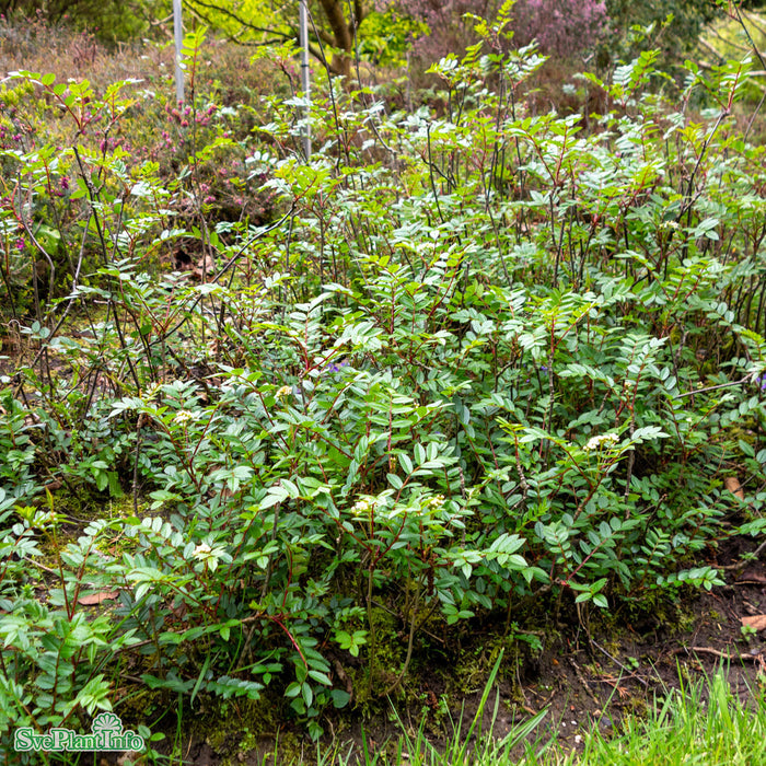 Sorbus reducta Stam C7,5 80cm