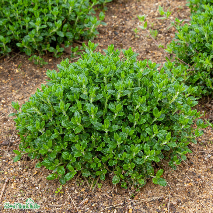Teucrium lucidrys A-kval