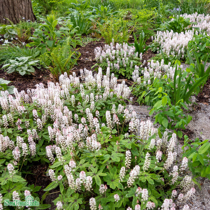 Tiarella 'Spring Symphony' A-kval
